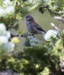 Dark eyed junco Gray headed 2626